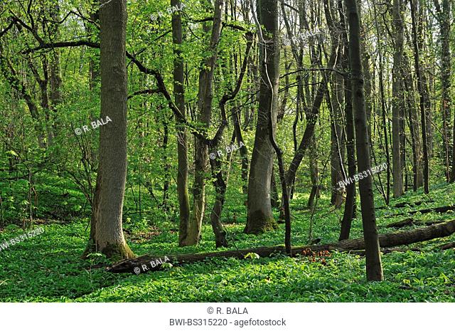 ramsons (Allium ursinum), on the ground of a spring forest, Germany