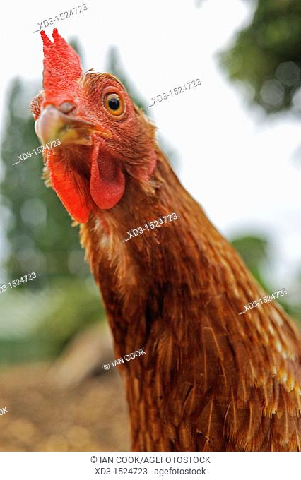 rooster, Saanich Peninsula, Vancouver Island, British Columbia, Canada