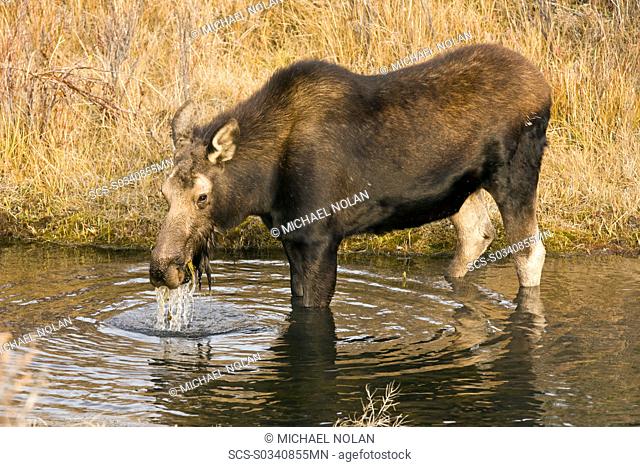 Moose Alces alces shirasi near the Gros Ventre river just outside of Grand Teton National Park, Wyoming, USA The moose is actually the largest member of the...