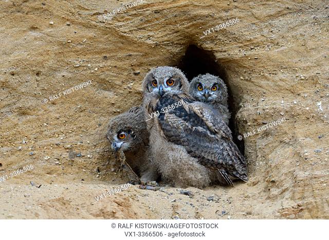 Eurasian Eagle Owls / Europaeische Uhus ( Bubo bubo ), three chicks in the entrance of their nesting burrow, cute and funny wildlife, Europe