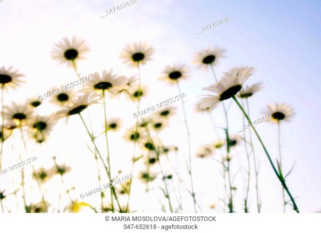 Shasta Daisy Flowers. Leucanthemum x superbum. May 2005, Maryland, USA