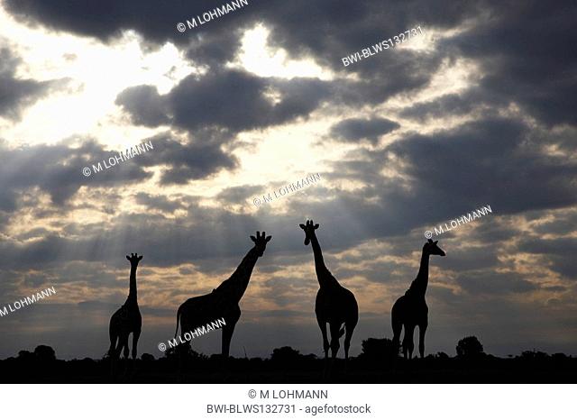 reticulated giraffe Giraffa camelopardalis recticulata, four individuals in front of cloudy sky, Kenya, Sweetwaters Game Reserve, Nanyuki