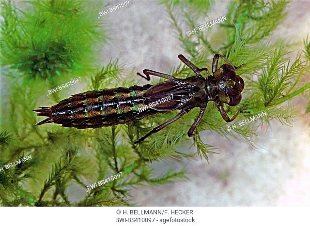 Subarctic peat-moor hawker, Subarctic Hawker (Aeshna subarctica, Aeschna subarctica), aquativ larva, Germany