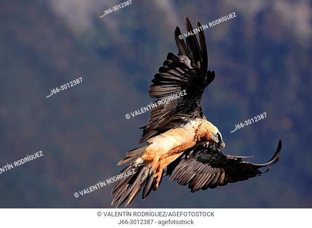 Bearded vulture (Gypaetus barbatus) in flight in the Ordesa y Monte Perdido national park. Huesca