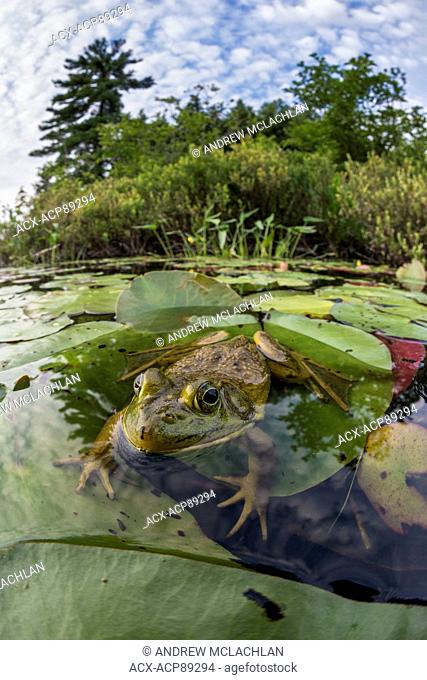 Bullfrog (Rana catesbeiana) in wetland on Horseshoe Lake in Muskoka near Rosseau, Ontario, Canada