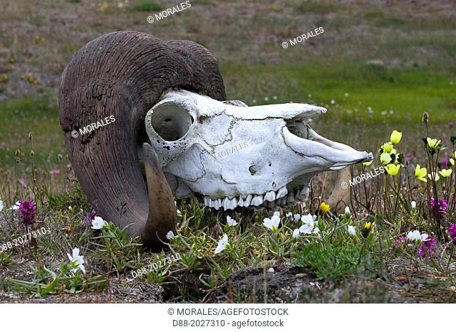 Russia , Chukotka autonomous district , Wrangel island , Doubtful village , skull of a muskox in the tundra blooming