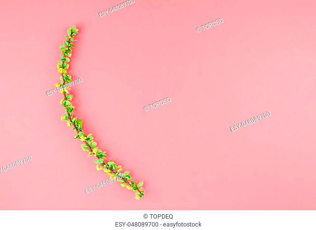 Creative flat lay concept top view of spring blossoming barberry branch with green leaves, barbs and yellow flowers on pastel color paper background with copy...