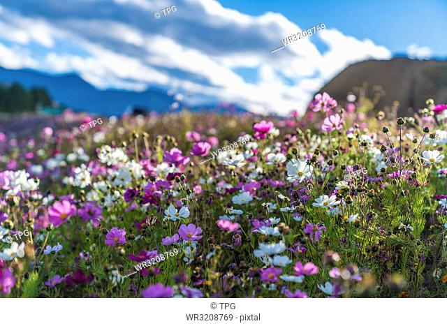 Gaisang flower farm against the sky in Daocheng County; Sichuan; China