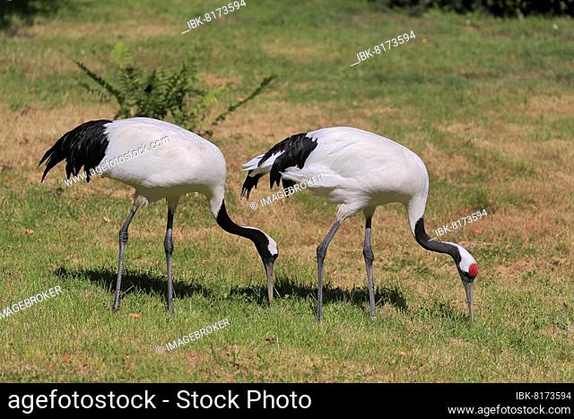 Red-crowned crane (Grus japonensis), adult, pair, foraging, captive, China, Asia