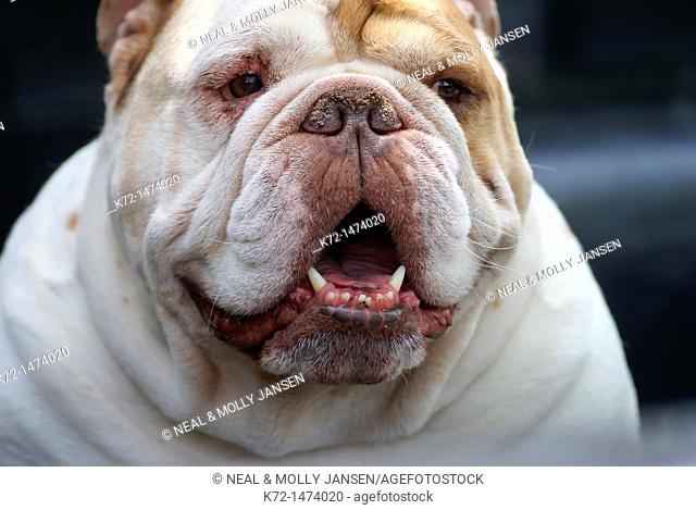 Bulldog face smiling