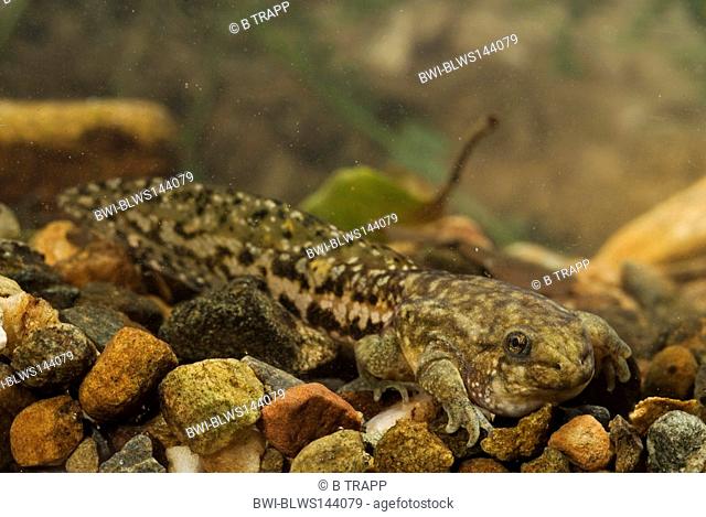 Iberian midwife toad Alytes cisternasii, tadpole, nearly completed metamorphosis, Spain, Andalusia