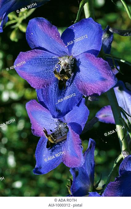 Delphinium Elatum - radiant blue - panicle of bright flowers - sophisticated perianth