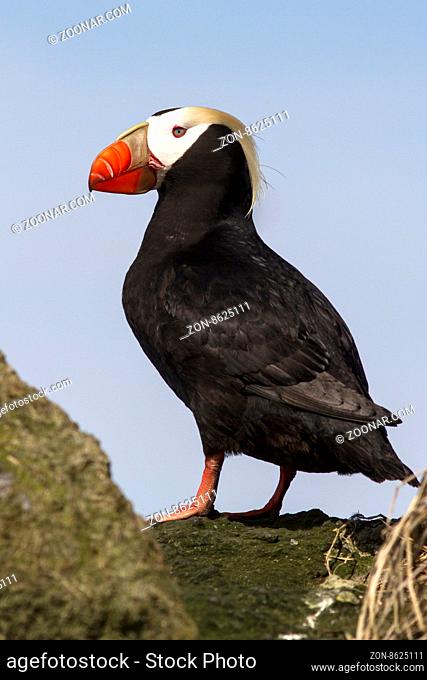 tufted puffin that stands between the rocks