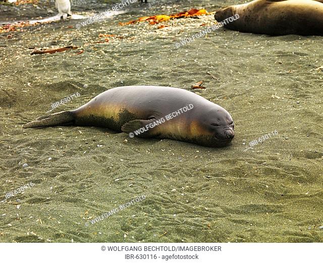 Southern Elephant Seal (Mirounga leonina), Macquarie Island, Australian Antarctic