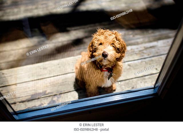 Portrait of red haired puppy outside patio door