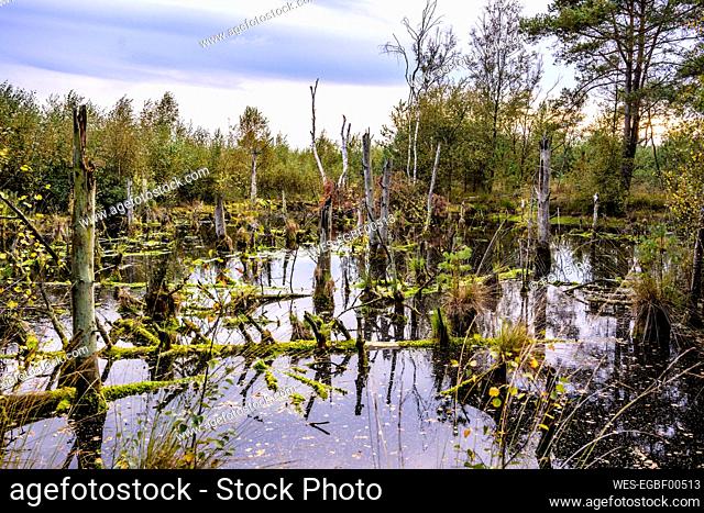 Germany, Lower Saxony, Diepholz Moor Depression, Landscape with bogs and trees