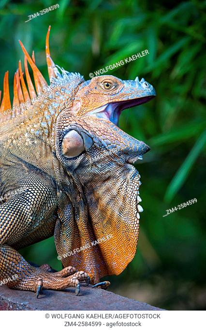 A male Green iguana (Iguana iguana) with colorful breeding colors in the rainforest near the Arenal Volcano in Costa Rica