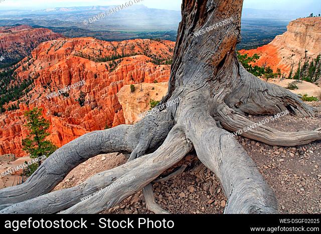 USA, Utah, Roots of dead tree in Bryce Canyon National Park