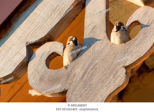 two sparrow sitting under the roof of a wooden house
