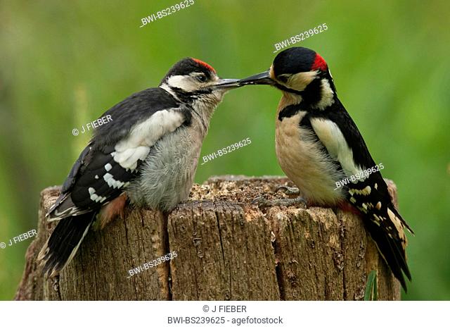 Great spotted woodpecker Picoides major, Dendrocopos major, young bird sitting on a tree trunk, billing, Germany, Rhineland-Palatinate
