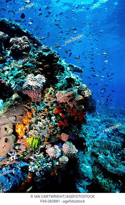 Red Anthias and coral reef. Komodo National Park. Flores island. Indonesia