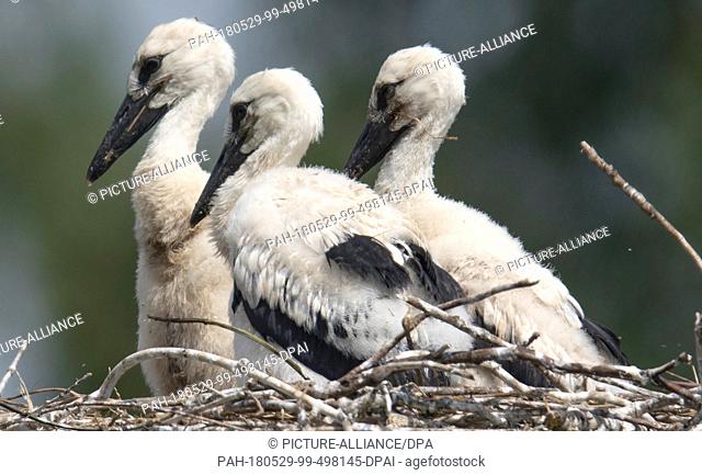 29 May 2018, Germany, Biebesheim: Three baby storks wait for a parent to return with food. Due to the rising temperatures the older birds not only bring food to...