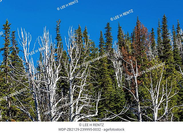 Forest near Killen Creek with dead Whitebark Pines, Pinus albicaulis, which have been stressed by Mountain Pine Beetle and White Pine Blister Rust, Mt