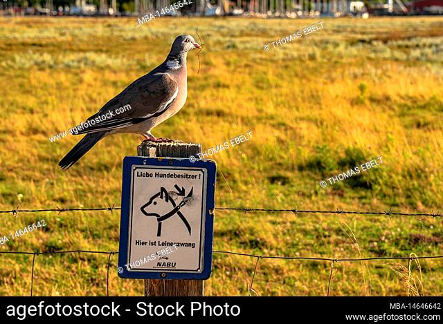 Dove on a fence post, Graswarder, Heiligenhafen, Baltic Sea
