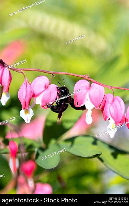 A big blue wood bee searches for pollen on a heart flower, Lamprocapnos spectabilis