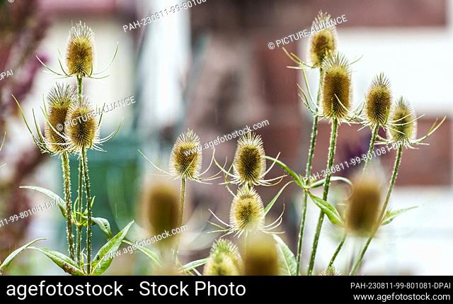 PRODUCTION - 03 August 2023, Hesse, Fulda: A cardoon bush (medicinal herb) stands in the monastery garden. The Benedictine Abbey of St