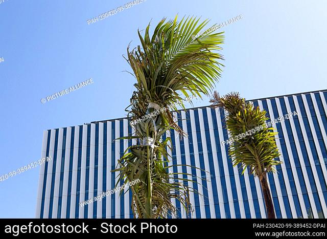 PRODUCTION - 06 April 2023, Portugal, Lissabon: Palm trees, their palm leaves tied together, stand in front of a new building in the Park of Nations...