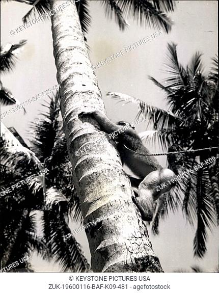 1956 - Towards the top, the palm stem gets quits slender and sways in the breeze, but the monkey is used to treetop life