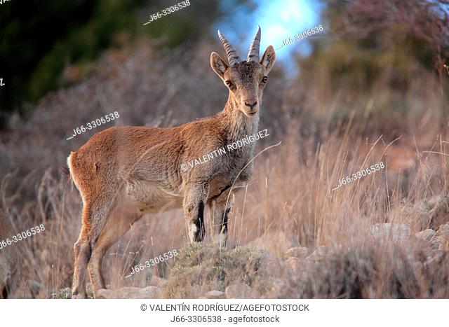Young male of mountain goat (Capra hispanica) in the Sierra Javalambre. Teruel. Spain