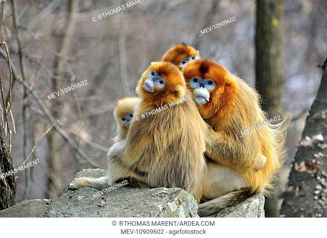 Golden Snub-nosed Monkey (Rhinopithecus roxellana). Qinling Mountains - Shaanxi province - China