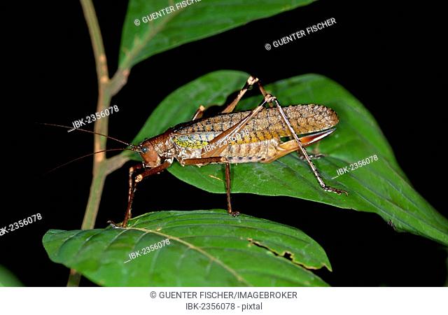 True katydid (Pseudophyllinae), Tiputini rainforest, Yasuni National Park, Ecuador, South America