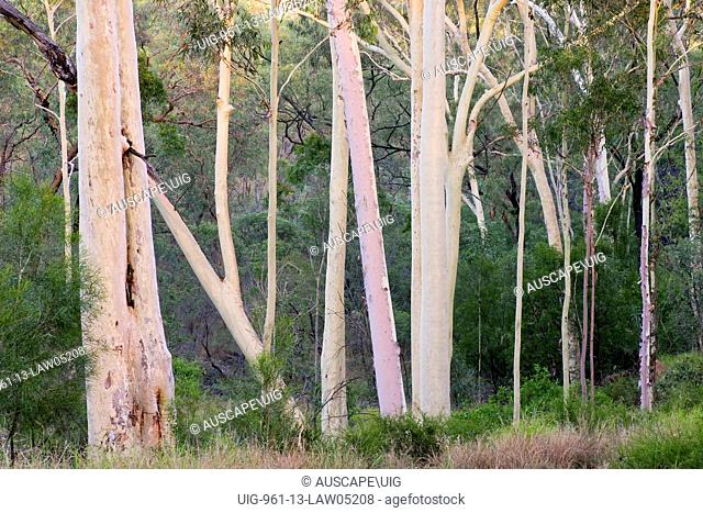 Blue spotted gum