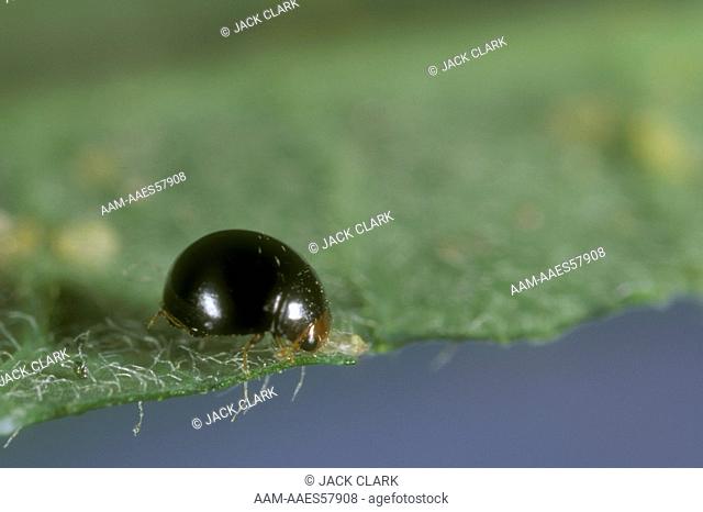 Tiny Lady Beetle (Delphastus pusillus) devours whitefly eggs and immatures 6x