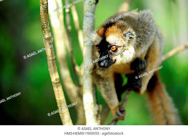 Madagascar, Andasibe Mantadia National Park, Ile aux Lemuriens, Common Brown Lemur (Eulemur fulvus fulvus) on branch