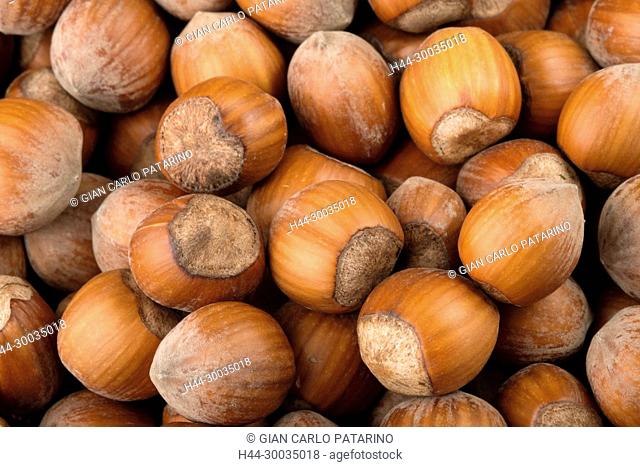 Italy, fruits of Piedmont Langhe-Roero and Monferrato on the World Heritage List UNESCO. Hazelnuts