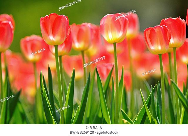 common garden tulip Tulipa gesneriana, red tulips