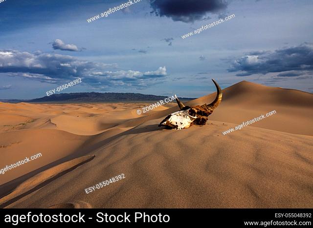 Bull skull in the sand desert at sunset. Death concept