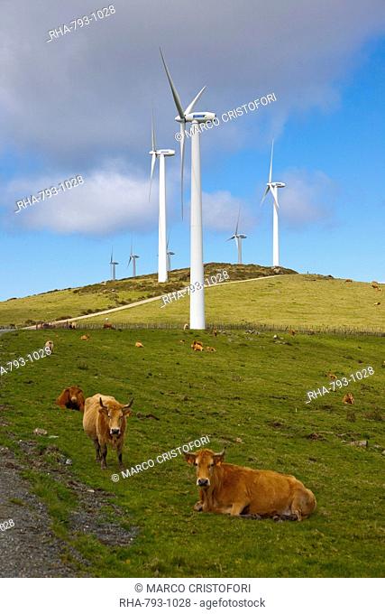 Wind farm and cows, Ortiguera area, A Coruna, Galicia, Spain, Europe
