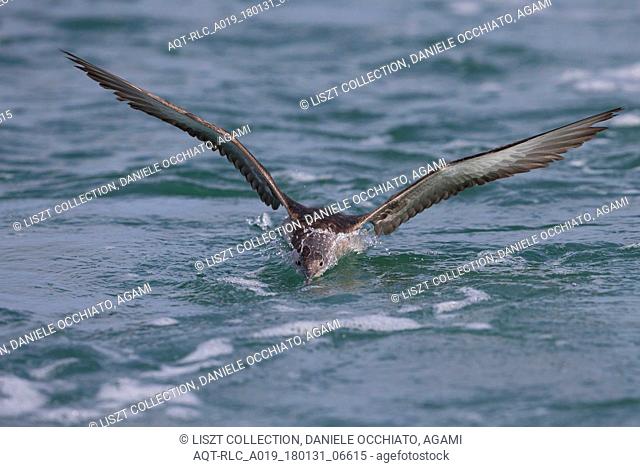 Balearic Shearwater in flight over sea, Balearic Shearwater, Puffinus mauretanicus