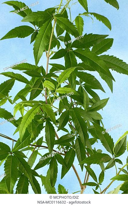 Cut-Leaf Chastetree