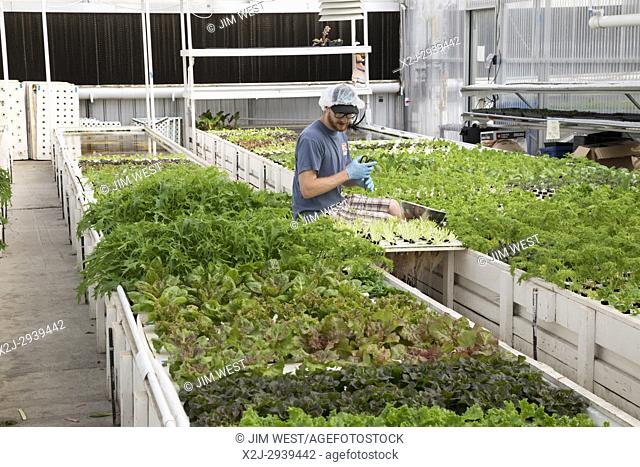 Denver, Colorado - Interns harvest greens at the aquaponic farm at the GrowHaus, an indoor farm in the low-income, mostly Hispanic Elyria-Swansea neighborhood