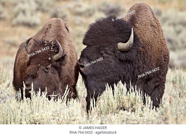 Bison Bison bison bull and cow, Yellowstone National Park, Wyoming, United States of America, North America