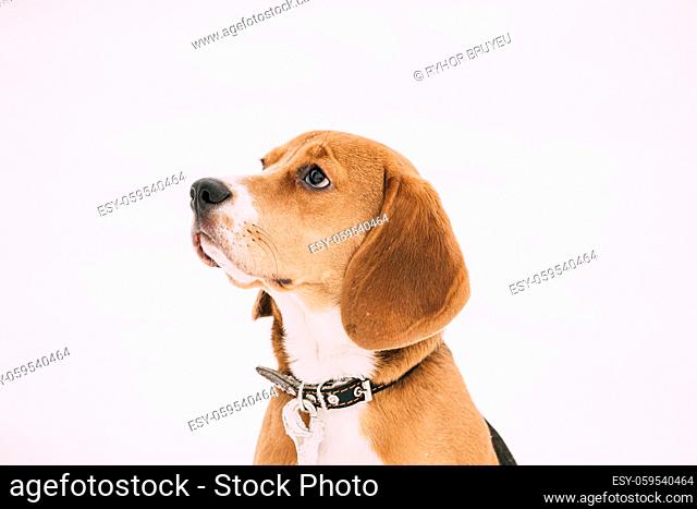 Portrait Of Beautiful Puppy Of English Beagle On Snow Backround