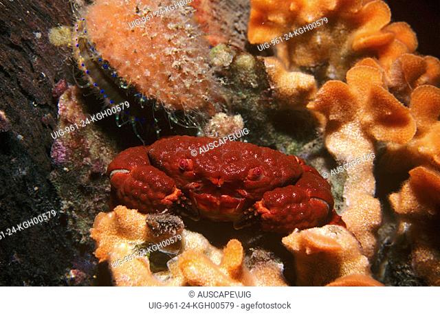 A Facetted crab (Actaea calculosa), under a rock. Edithburgh, Yorke Peninsula, South Australia