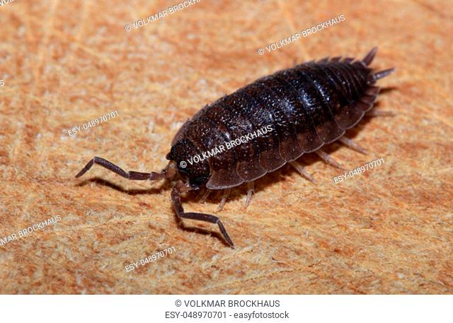 Porcellio scaber (otherwise known as the common rough woodlouse or simply rough woodlouse), is a species of woodlouse native to Europe but with a cosmopolitan...