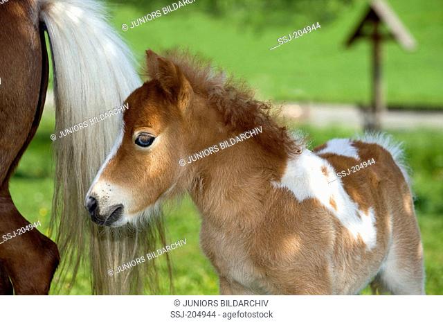 Miniature Shetland Pony. Skewbald mare with foal (4 weeks old) on a meadow. Germany